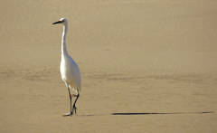 Egretta garzetta nigripes