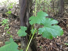 Vitis vinifera — photo 2