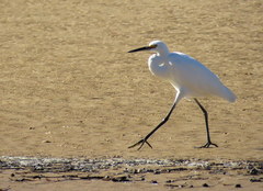 Egretta garzetta nigripes