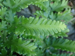 Asplenium appendiculatum maritimum