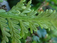 Asplenium appendiculatum maritimum