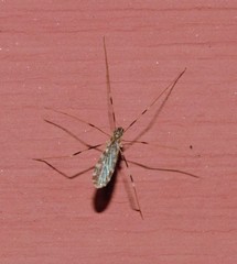 Erioptera caliptera
