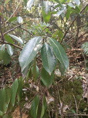 Viburnum odoratissimum
