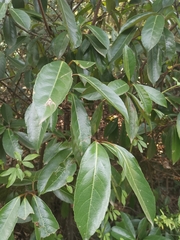 Viburnum odoratissimum