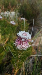 Serruria hirsuta
