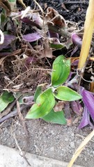 Tradescantia cerinthoides