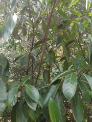 Viburnum odoratissimum