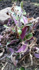 Tradescantia cerinthoides