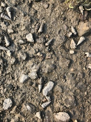 Cerithideopsis californica