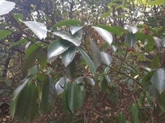 Viburnum odoratissimum
