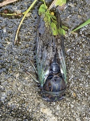 Neotibicen tibicen australis image