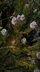 Serruria hirsuta