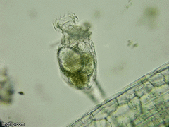 Philodina megalotrocha