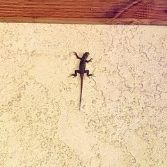 Sceloporus occidentalis