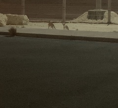 Vulpes vulpes arabica