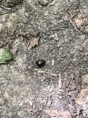 Geotrupes splendidus