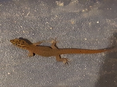 Sphaerodactylus fantasticus tartaropylorus
