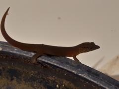 Sphaerodactylus fantasticus tartaropylorus