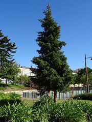 Picea abies