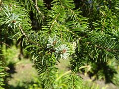 Picea abies