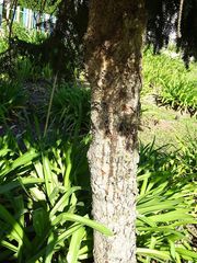 Picea abies