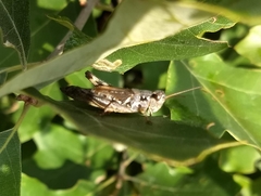 Melanoplus fasciatus