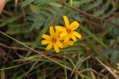 Tagetes zypaquirensis