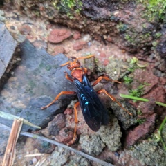 Pompilidae
