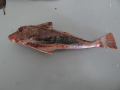 Prionotus albirostris