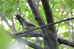 Turdus pilaris