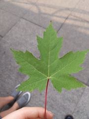 Acer