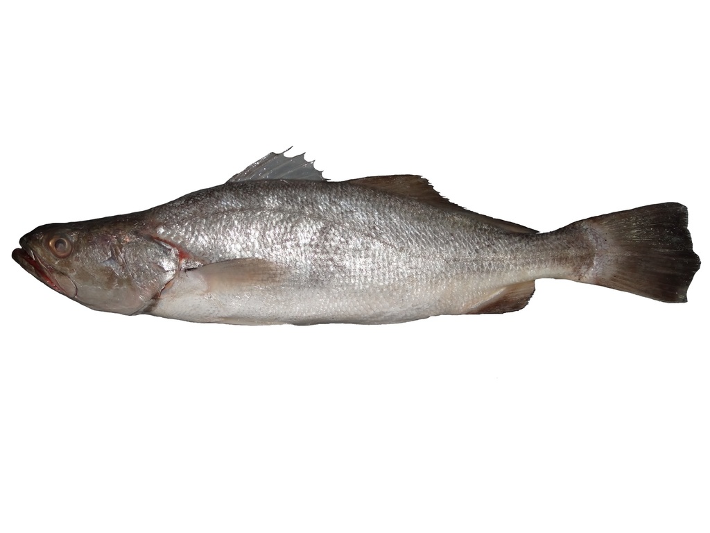 Scalyfin Corvina