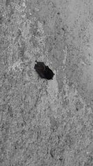 Barbastella barbastellus