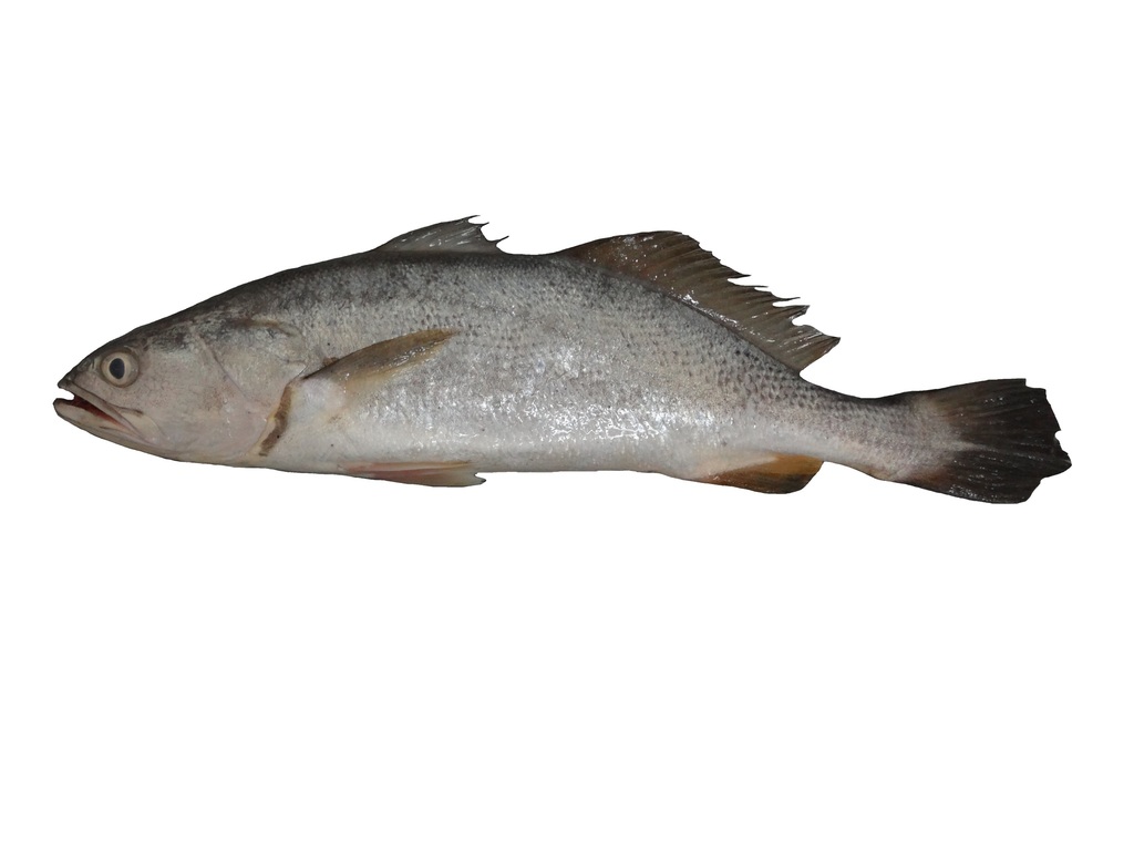 Queen corvina (Cynoscion albus) — Sciaenidae