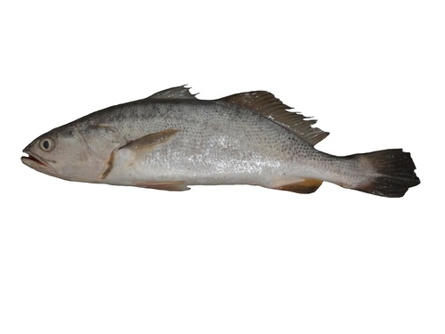 Witvin-ombervis (Cynoscion albus) — Sciaenidae