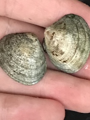 Ruditapes philippinarum