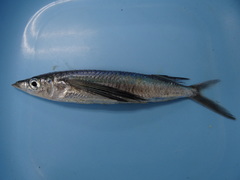 Fodiator rostratus