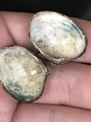 Ruditapes philippinarum