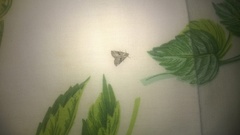 Zebeeba falsalis