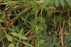 Tagetes zypaquirensis