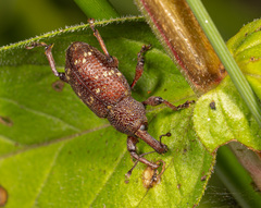 Hylobius transversovittatus
