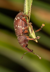 Hylobius transversovittatus