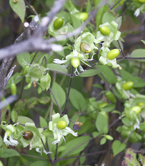 Silene baccifera japonicus