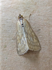 Sitochroa chortalis
