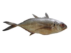 Caranx caballus