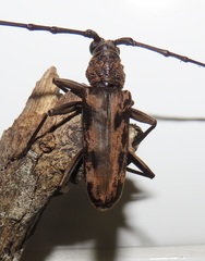 Pachydissus natalensis