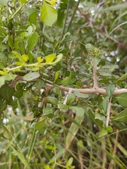 Condalia hookeri
