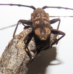 Pachydissus natalensis