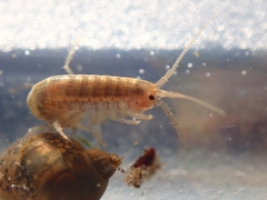 Gammarus pulex