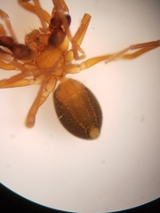 Scotinella